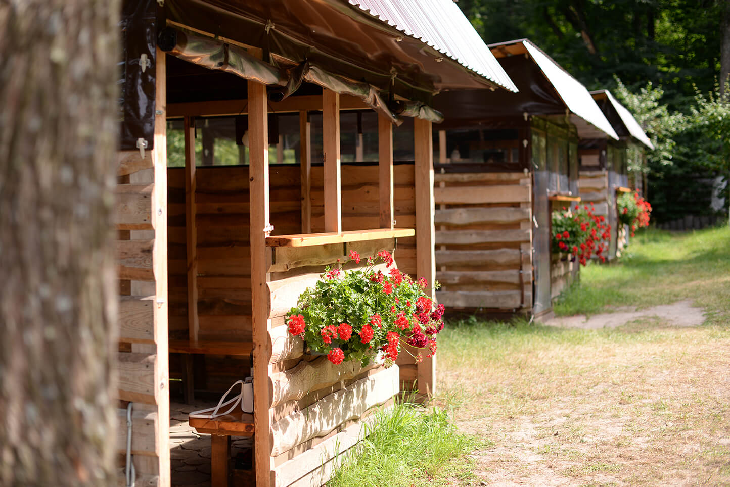 wooden cabins